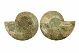 Cut & Polished, Crystal-Filled Ammonite Fossil - Madagascar #287978-1